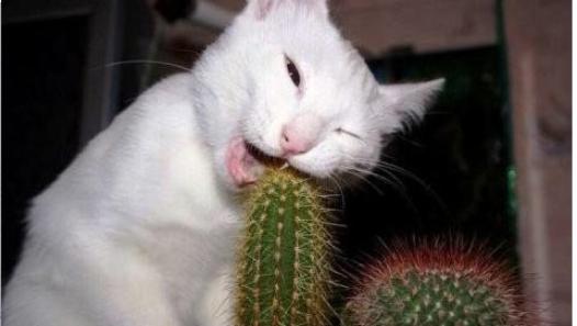 Cat trying to take a bite out of a cactus plant.